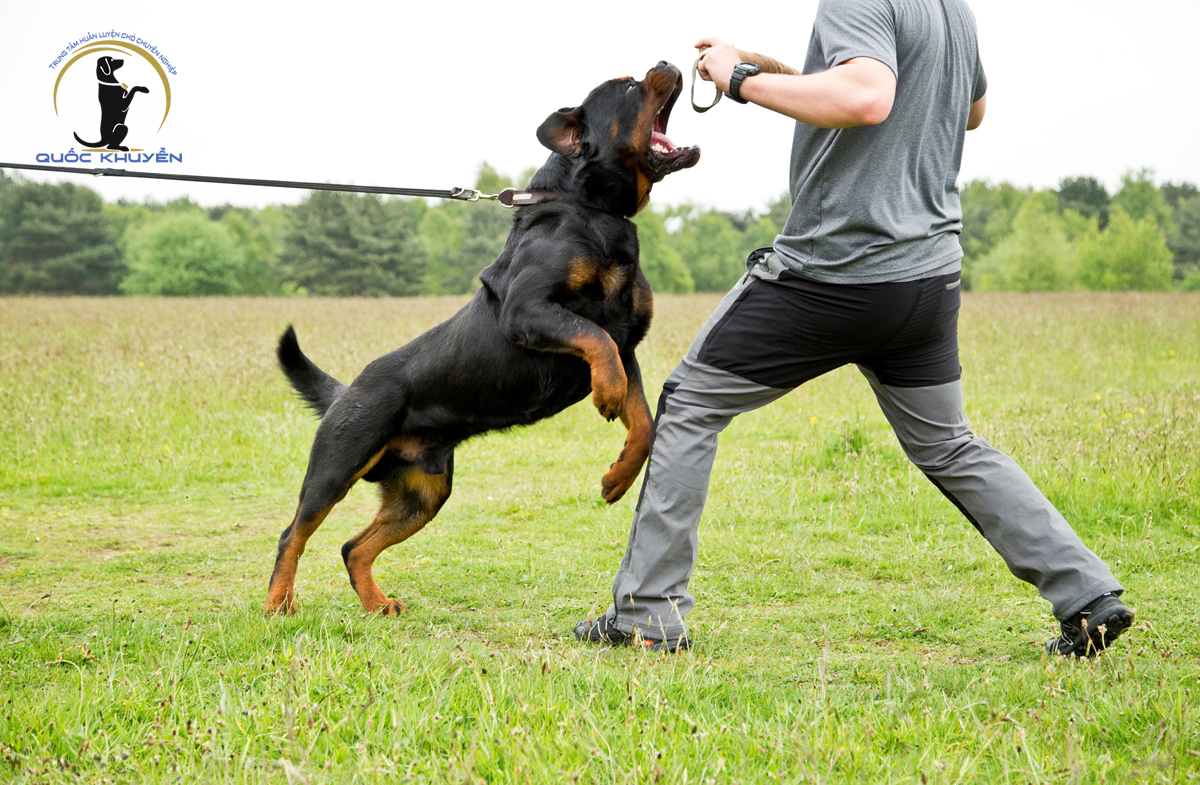Trung tâm huấn luyện chó Rottweiler