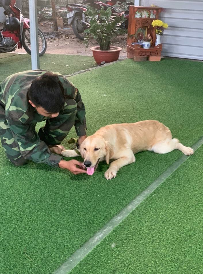 Những điểm cần lưu ý khi huấn luyện chó lệnh nghe