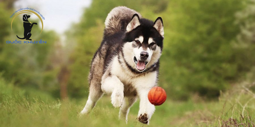Kinh Nghiệm Chăm Sóc Chó Alaska Tốt Nhất