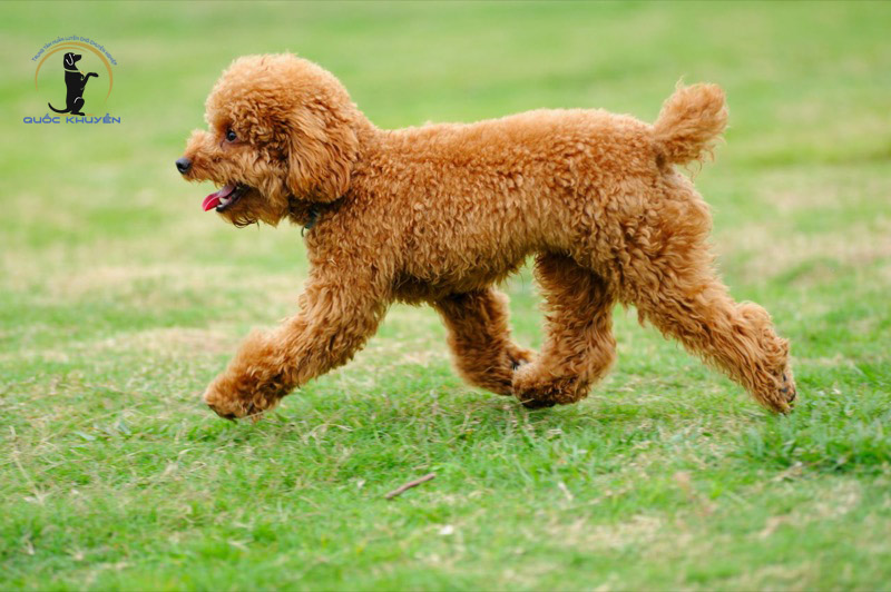 Những Lưu Ý Khi Chăm Sóc Chó Poodle