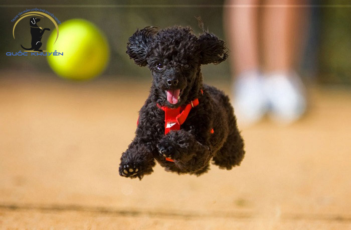 Những Lưu Ý Khi Chăm Sóc Chó Poodle