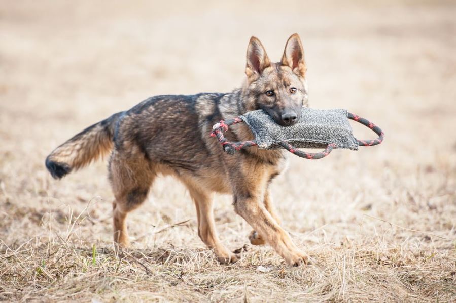 Huấn luyện chó Becgie