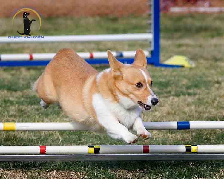 Những Cách Huấn Luyện Chó Corgi