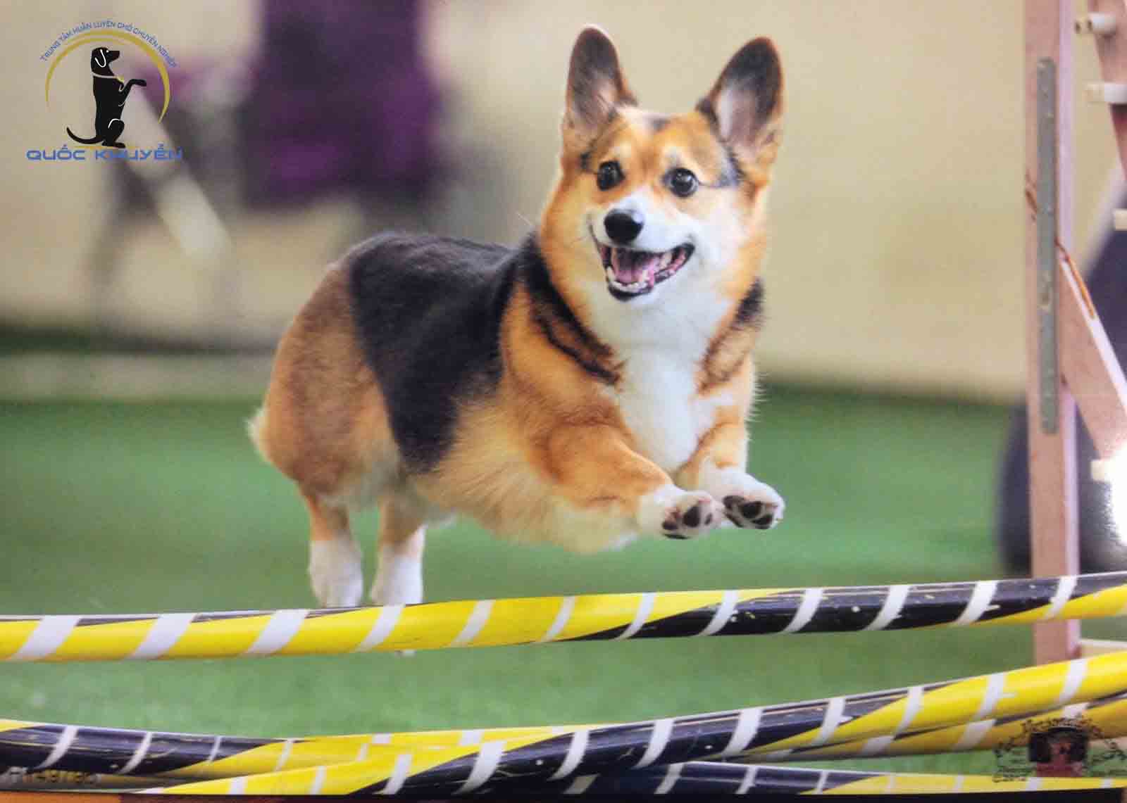 Những Cách Huấn Luyện Chó Corgi