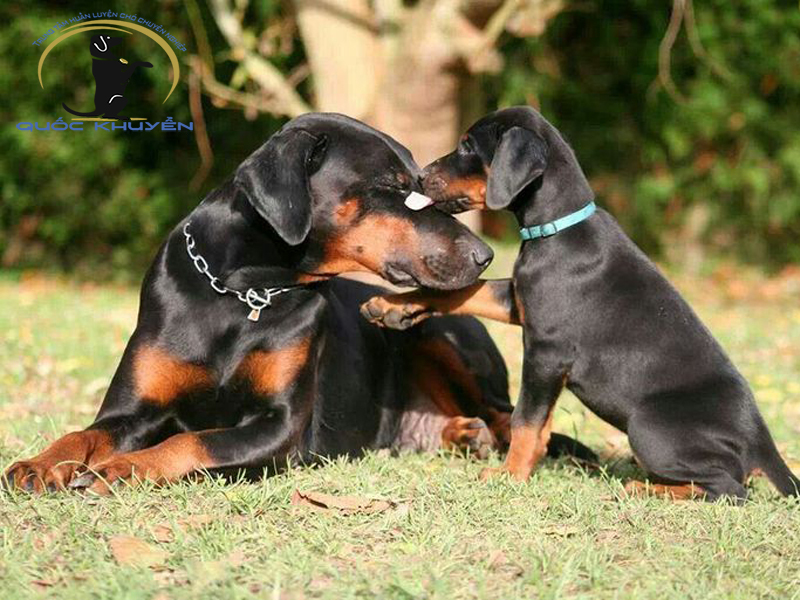 Dịch vụ huấn luyện chó Doberman uy tín