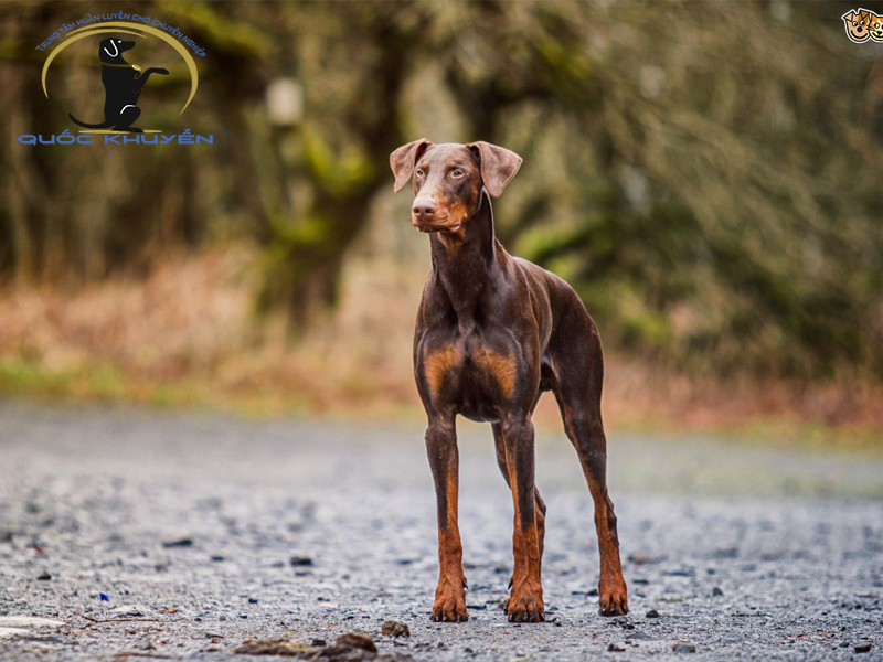 Dịch vụ huấn luyện chó Doberman uy tín