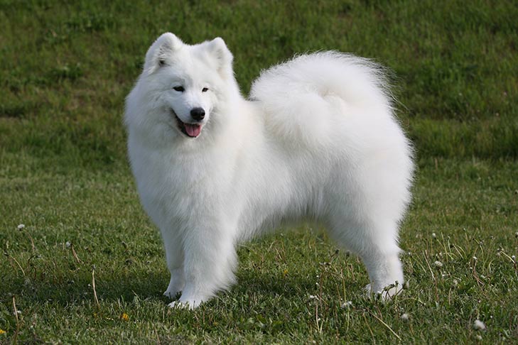 Huấn luyện chó Samoyed