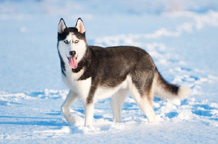 Huấn luyện chó Husky
