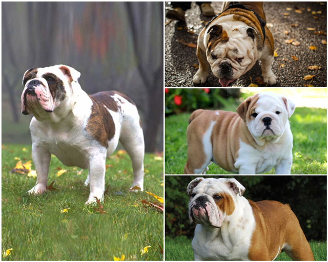 Huấn luyện chó Bull