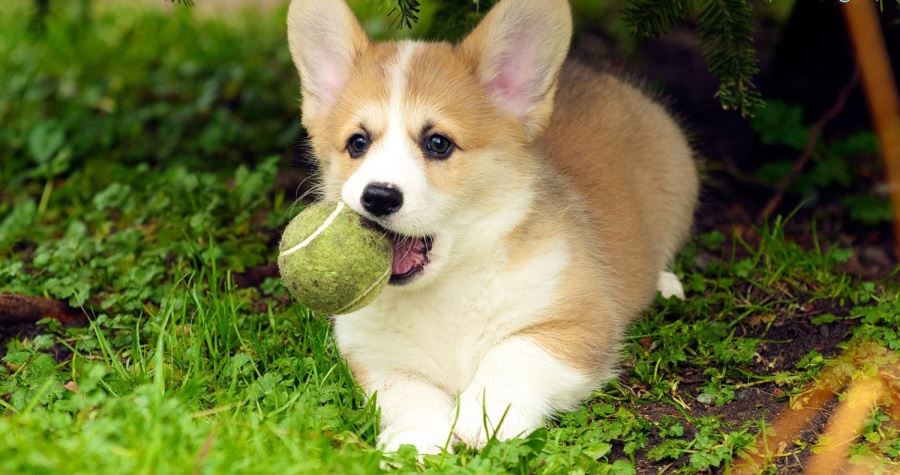 Huấn luyện chó Corgi