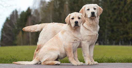 Huấn luyện chó Labrador