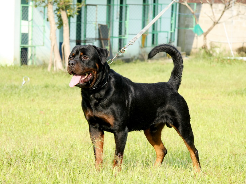 Huấn luyện chó Rottweiler