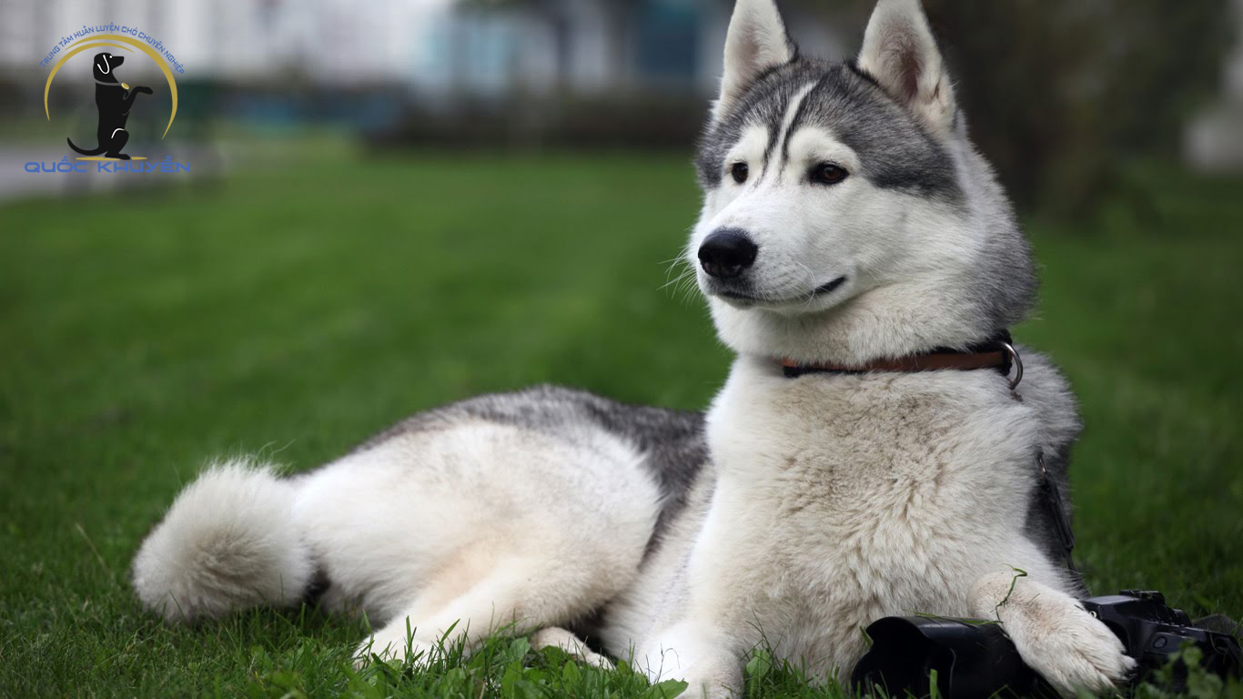 Trung Tâm Huấn Luyện Chó Alaska Chuyên Nghiệp