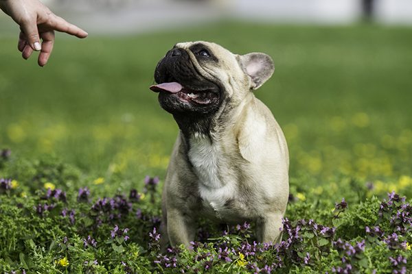 Huấn luyện chó Pug