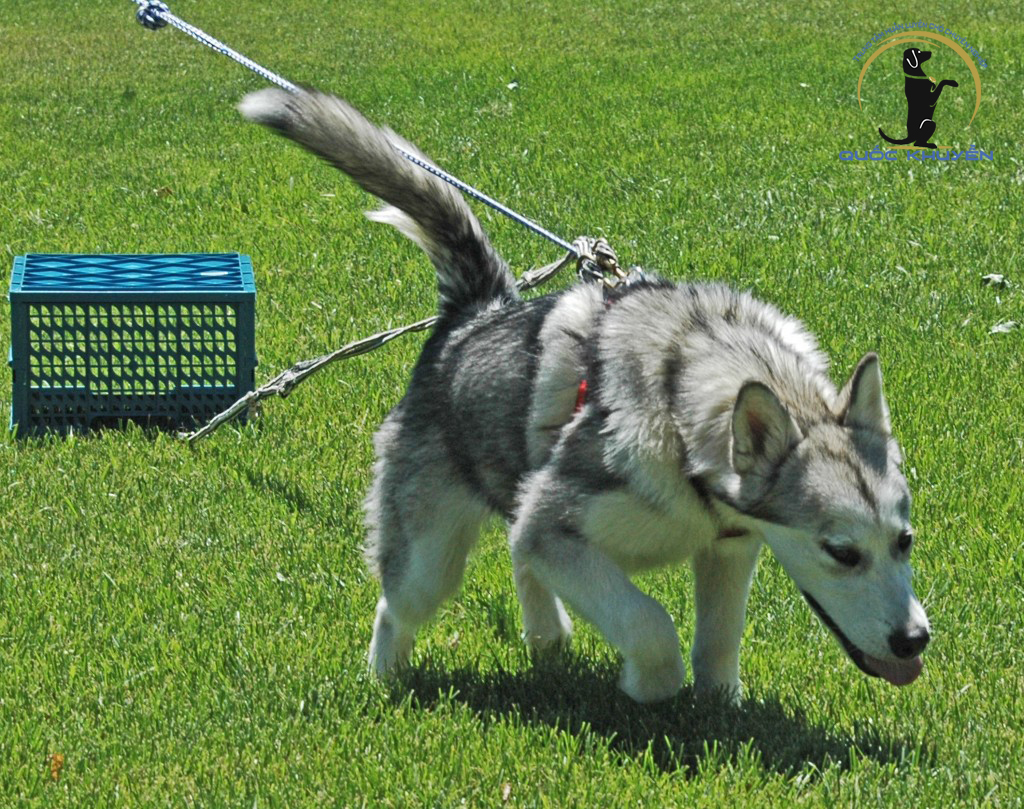 Trung Tâm Huấn Luyện Chó Alaska Chuyên Nghiệp