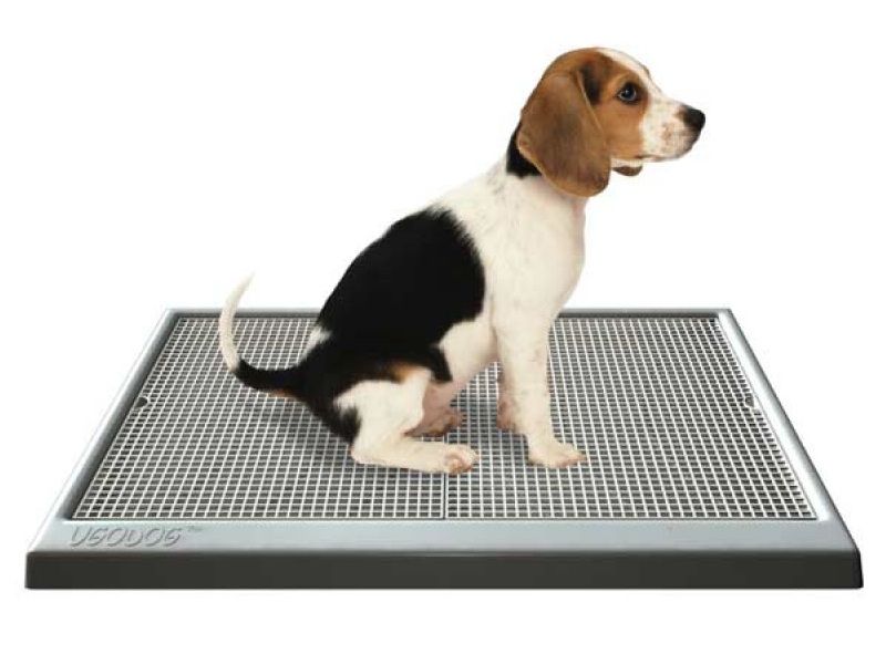 Huấn luyện chó đi vệ sinh