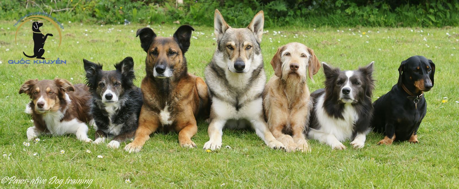 Kinh Nghiệm Chọn Trường Huấn Luyện Chó Ở Đâu Chất Lượng