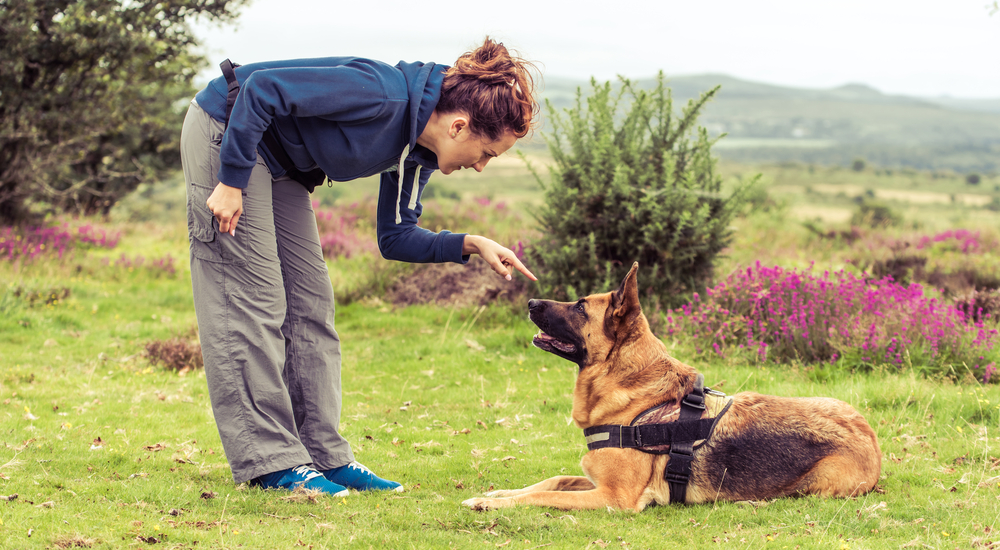 Kinh Nghiệm Chọn Trường Huấn Luyện Chó Ở Đâu Chất Lượng