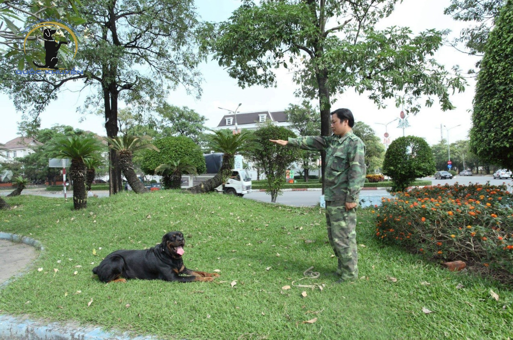 Trường Huấn Luyện Chó Ở Đâu Tốt Nhất