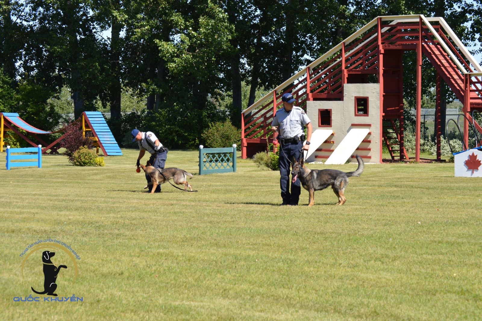 Vì Sao Nên Chọn Dịch Vụ Huấn Luyện Chó