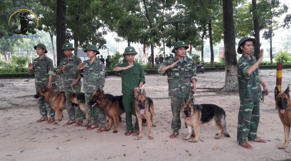 Vì Sao Nên Chọn Dịch Vụ Huấn Luyện Chó