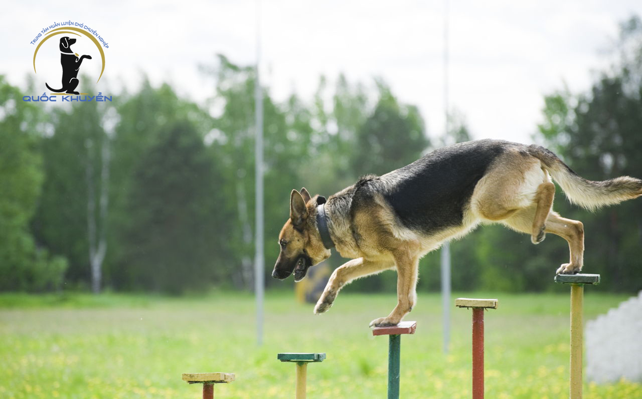 Trung Tâm Huấn Luyện Chó Nghiệp Vụ Becgie