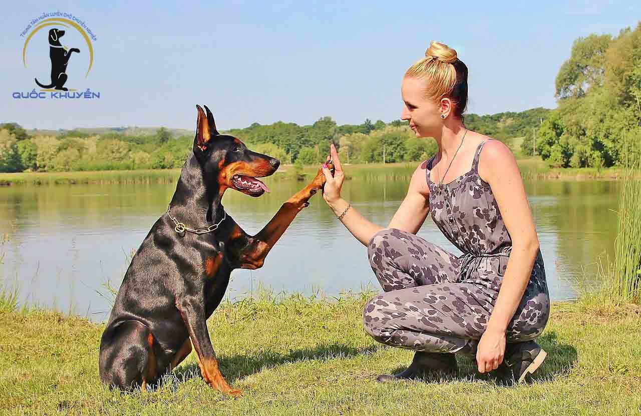 Những Ưu Điểm Từ Việc Huấn Luyện Chó Nghiệp Vụ