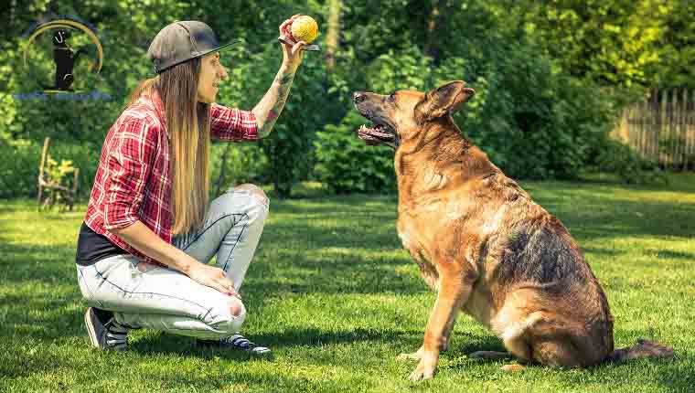 Những Ưu Điểm Từ Việc Huấn Luyện Chó Nghiệp Vụ