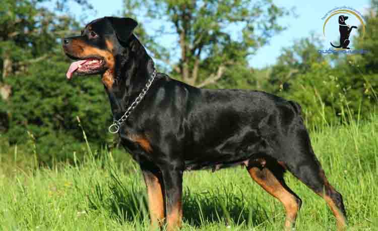 Trung Tâm Chuyên Huấn Luyện Chó Rottweiler Uy Tín
