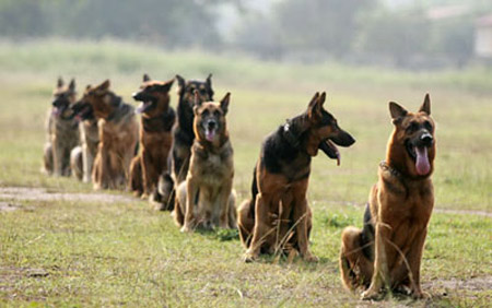 Huấn luyện chó quận 8 TPHCM