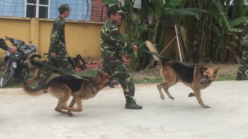 Huấn luyện chó quận 10 TPHCM