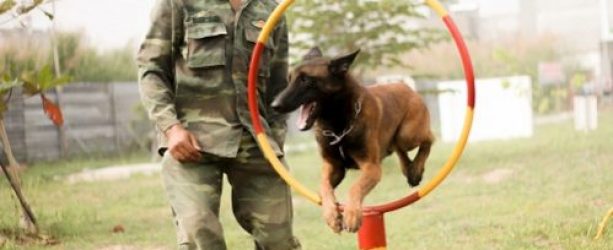 Huấn luyện chó quận Bình Tân TPHCM