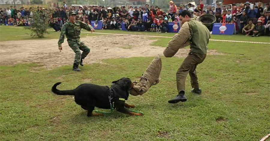 Trường huấn luyện chó